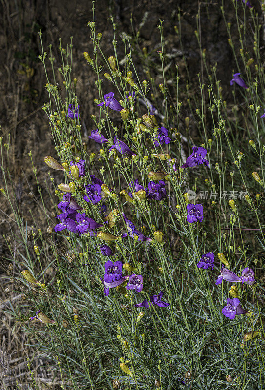 扁舌草是扁舌草的一种，俗称bunchleaf Penstemon、foothill Penstemon和foothill beardtongue。它是加州的地方病，发现于加利福尼亚州索诺马县的莫迪尼玛雅卡马斯保护区。Penstemon叫